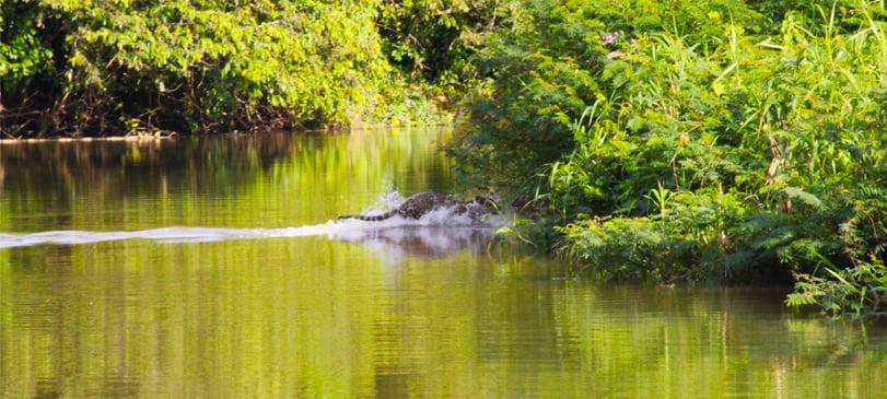 jaguar crossing river monkey river tour